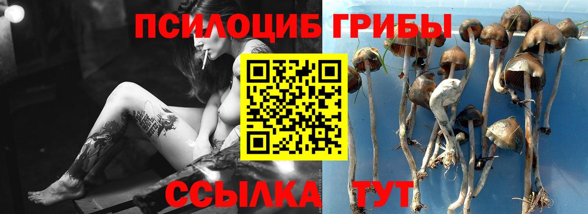 Галлюциногенные грибы Cubensis  Вход с VPN  Галлюциногенные грибы прущие грибы  Керчь 